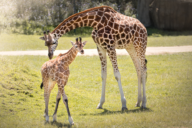 Group of young and adult giraffes walking around a grass field.