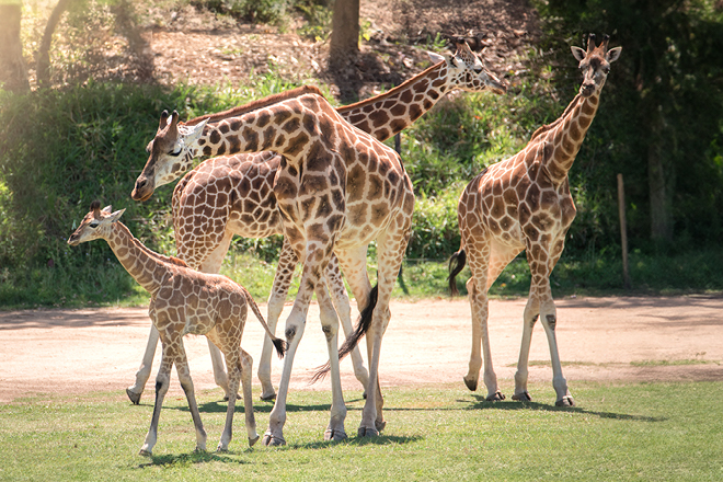 Giraffe standing with front legs spread out wide facing the camera.
