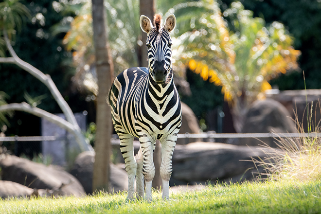 Zebra walking in the foreground and two Zebras in the background.