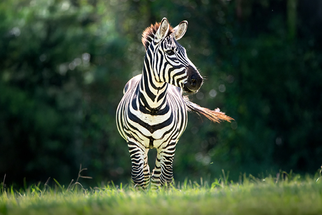 Close up of a Zebra head with another Zebra in the background.