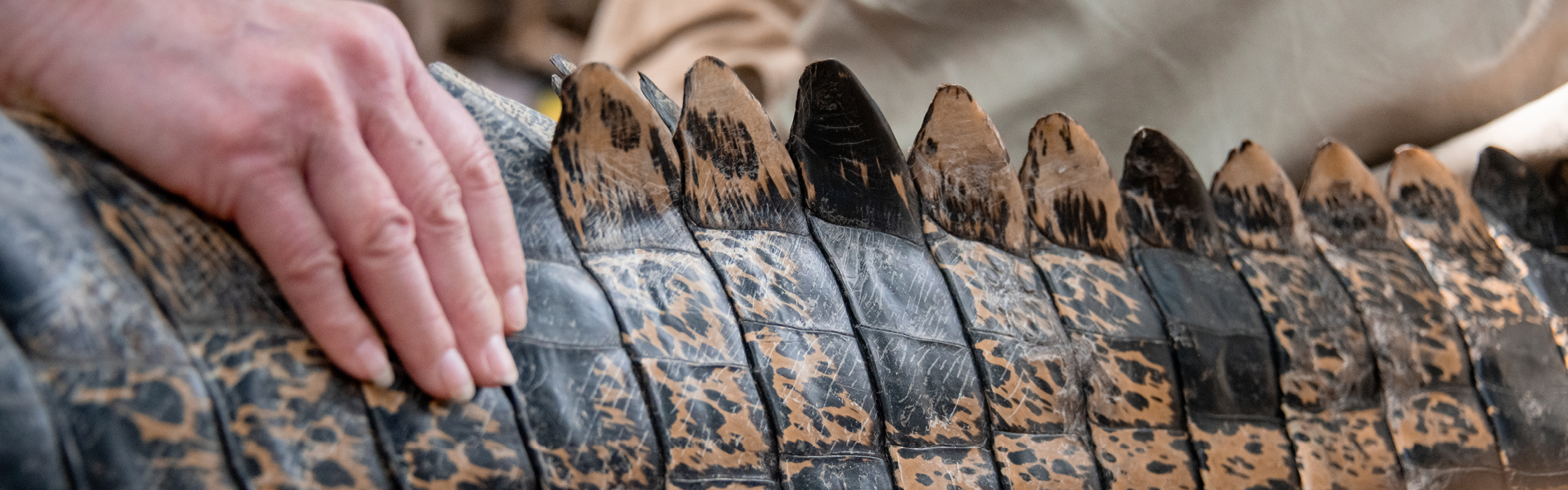 10021 - Croc Tracking - AZ Web Assets TEDDY_2240 x 700