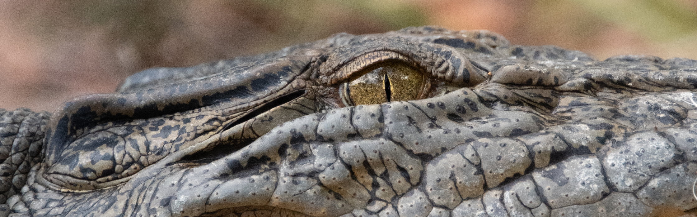 10021 - Croc Tracking - AZ Web Assets ZARAFFA_2240 x 700