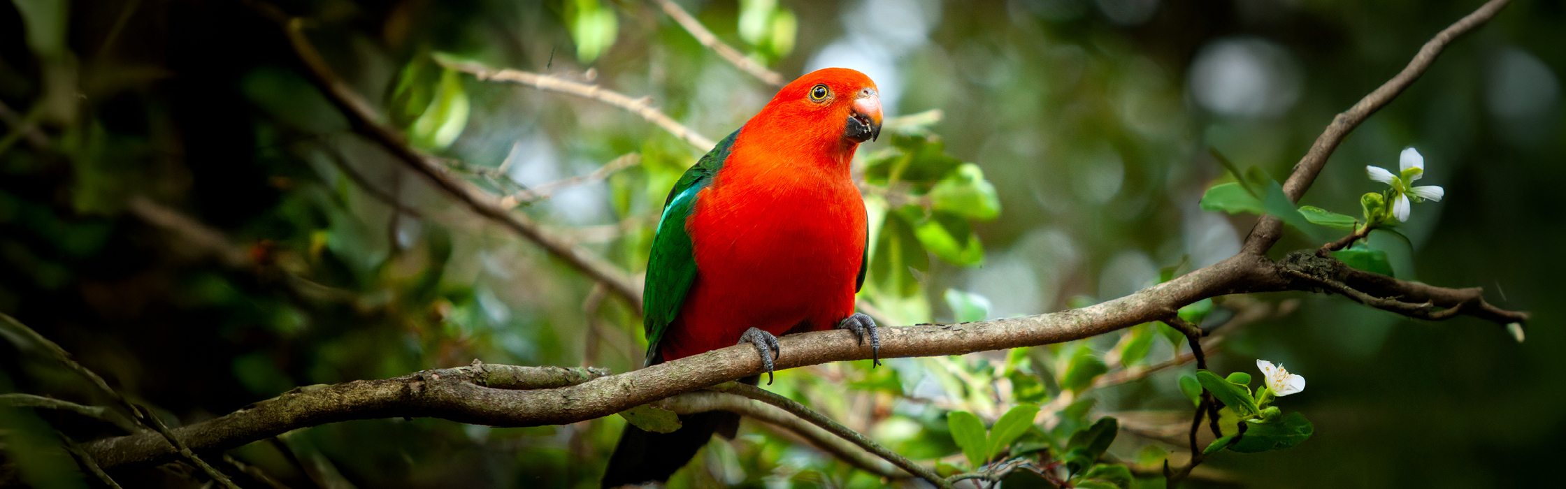 10089 - GBG New Birds - AZ Web Assets V1 - Australian King Parrot_2240 x 700_01