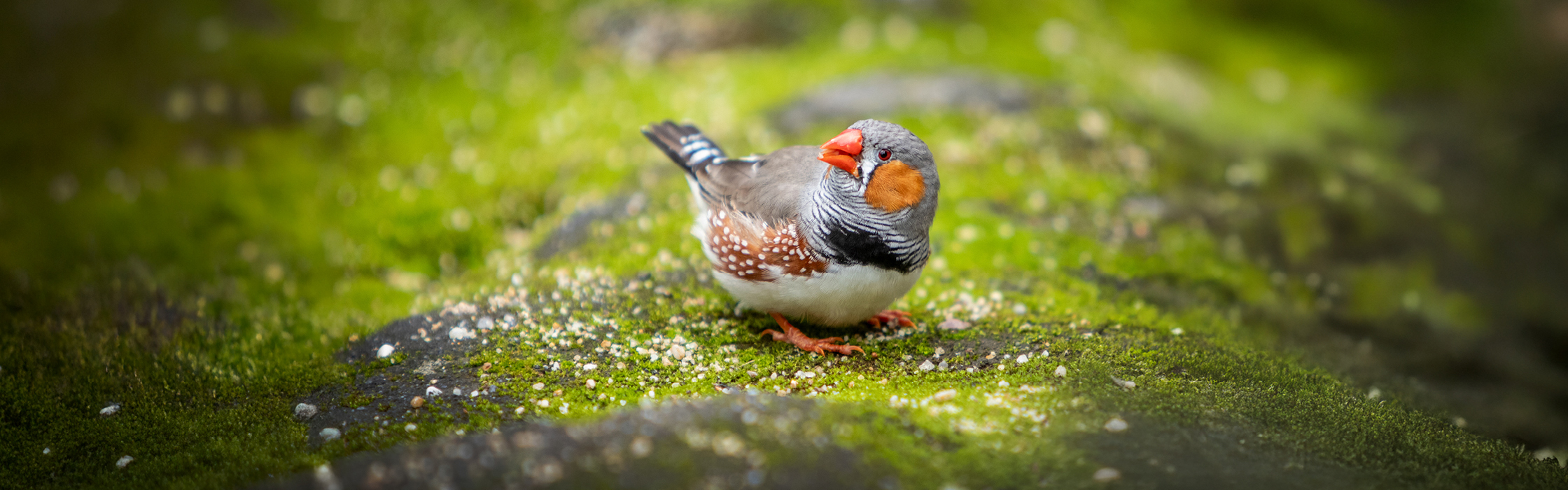 10089 - GBG New Birds - AZ Web Assets V1Zebra Finch_2240 x 700_01