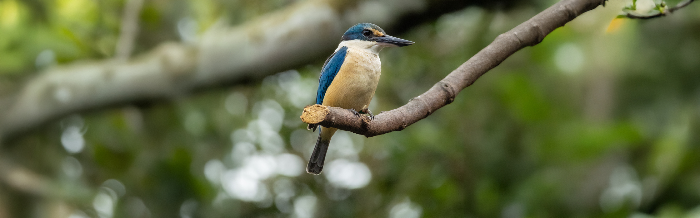 10089 - GBG New Birds - AZ Web Assets V2Sacred Kingfisher _2240 x 700