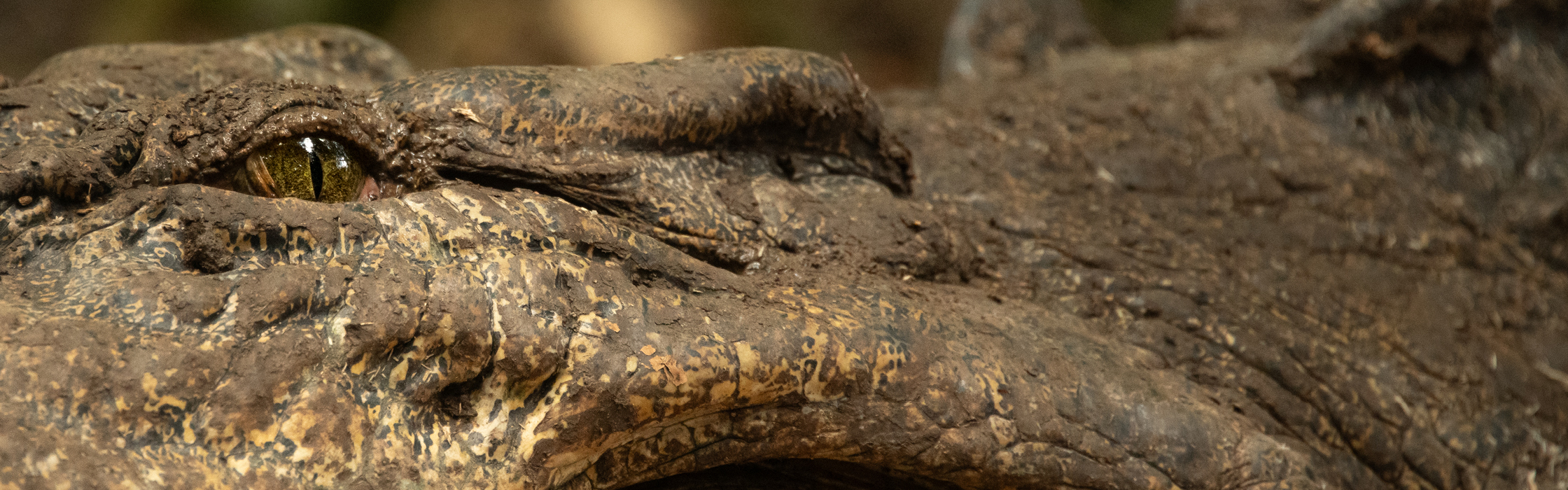 10127 - Croc Tracking - AZ Web Assets V1SANDY STREET _2240 x 700