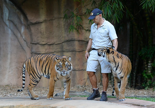 Zookeeper with two tigers.