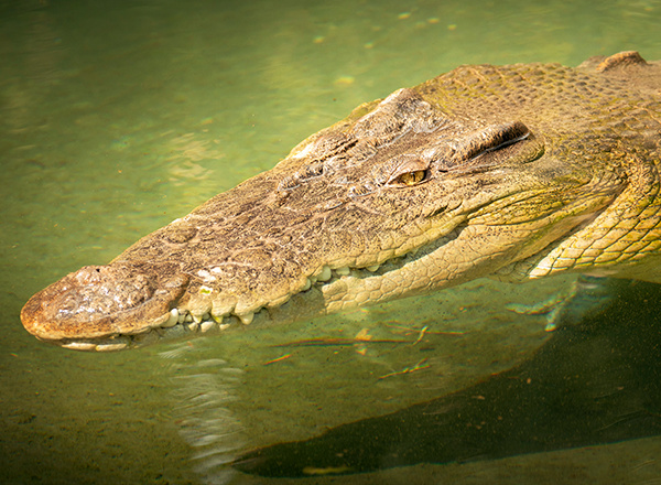 crocodile in croc park