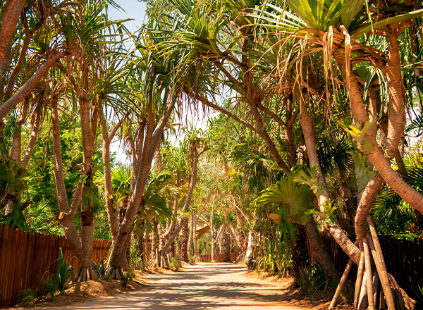 walkway in croc park