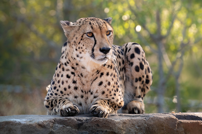 Cheetah from neck up looking to the left.
