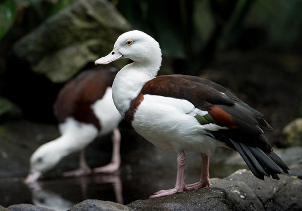 Two Burdekin Ducks by the water with one standing in front from side profile.